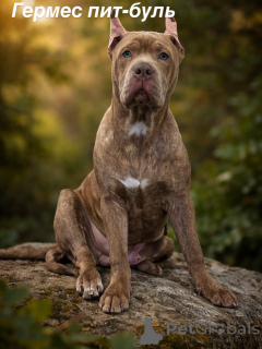 Foto №2 zu Ankündigung № 166097 zu verkaufen american pit bull terrier - einkaufen Aserbaidschan vom kindergarten