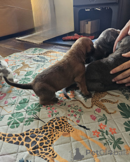 Foto №4. Ich werde verkaufen cane corso italiano in der Stadt Zachris. quotient 	ankündigung - preis - 450€