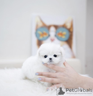 Foto №3. Bichon Frise. USA