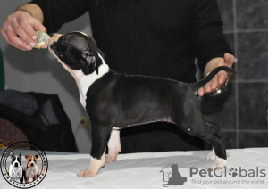 Foto №2 zu Ankündigung № 90222 zu verkaufen amerikanischer staffordshire terrier - einkaufen Serbien züchter