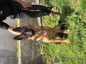 Foto №2 zu Ankündigung № 139199 zu verkaufen deutscher schäferhund - einkaufen Serbien 