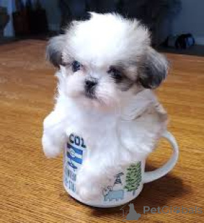 Foto №1. shih tzu - zum Verkauf in der Stadt Berlin | verhandelt | Ankündigung № 136784