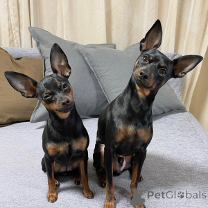 Foto №4. Ich werde verkaufen dobermann in der Stadt Berchtesgaden. züchter - preis - 450€