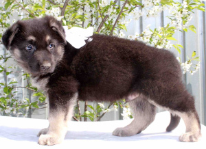 Foto №1. osteuropäischer schäferhund - zum Verkauf in der Stadt Balashikha | 291€ | Ankündigung № 2526