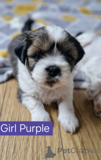 Foto №2 zu Ankündigung № 147676 zu verkaufen shih tzu - einkaufen USA züchter