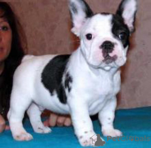 Foto №2 zu Ankündigung № 178108 zu verkaufen französische bulldogge - einkaufen Zypern 