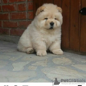 Foto №3. Chow Chow mladički. Slowenien