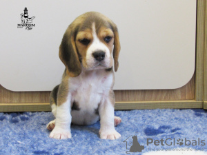 Foto №1. beagle - zum Verkauf in der Stadt Приморск | 423€ | Ankündigung № 13267