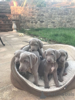 Foto №1. weimaraner - zum Verkauf in der Stadt Erftstadt | 350€ | Ankündigung № 147618