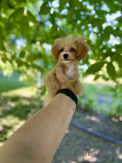 Foto №1. maltipu - zum Verkauf in der Stadt Balti | verhandelt | Ankündigung № 145740