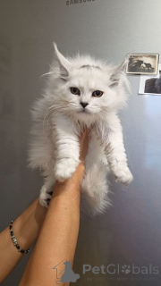 Foto №1. maine-coon-katze - zum Verkauf in der Stadt Aalen | verhandelt | Ankündigung № 156650