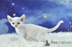 Foto №3. Devon Rex -pennut valmiina uusiin koteihin. Finnland