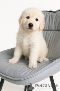 Foto №4. Ich werde verkaufen  in der Stadt Kiew. quotient 	ankündigung - preis - verhandelt