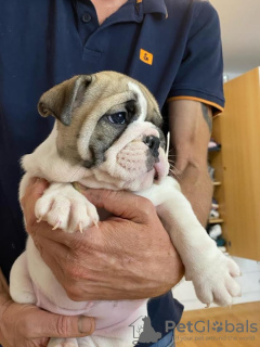 Zusätzliche Fotos: Englische Bulldogge