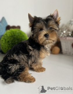 Foto №4. Ich werde verkaufen yorkshire terrier in der Stadt Berlin. quotient 	ankündigung, aus dem tierheim - preis - 550€