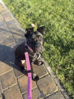 Foto №2 zu Ankündigung № 168839 zu verkaufen cane corso italiano - einkaufen USA züchter