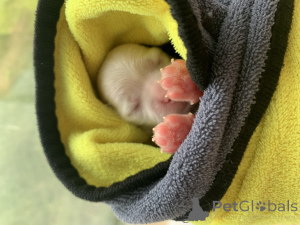 Foto №2 zu Ankündigung № 146079 zu verkaufen malteser - einkaufen Russische Föderation quotient 	ankündigung, züchter