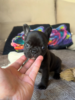 Foto №4. Ich werde verkaufen französische bulldogge in der Stadt Prag. züchter - preis - verhandelt