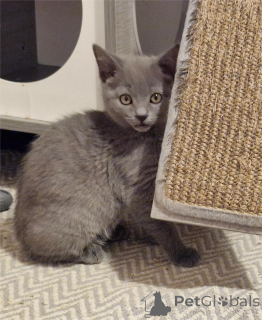 Foto №2 zu Ankündigung № 151630 zu verkaufen chartreux - einkaufen Deutschland 