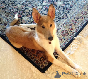 Foto №1. langhaarcollie - zum Verkauf in der Stadt Aizlenten | 600€ | Ankündigung № 157828