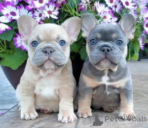 Foto №1.  - zum Verkauf in der Stadt Achenkircch | 680€ | Ankündigung № 163488