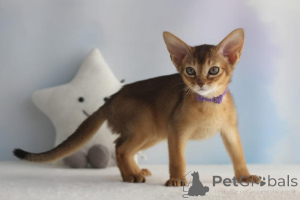 Foto №1. abessinierkatze - zum Verkauf in der Stadt Aschaffenburg | 350€ | Ankündigung № 177957