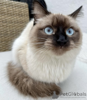 Foto №4. Ich werde verkaufen ragdoll-katze in der Stadt New York. quotient 	ankündigung - preis - 379€