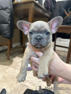 Foto №2 zu Ankündigung № 162685 zu verkaufen französische bulldogge - einkaufen Polen züchter
