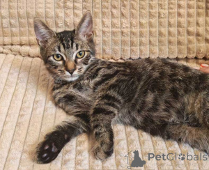Foto №3. Marsik ist eine kleine getigerte Katze im Teenageralter, die auf seine Person. Russische Föderation