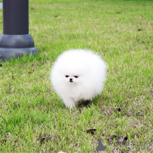 Foto №4. Ich werde verkaufen pommersche spitz in der Stadt Frankfurt. quotient 	ankündigung - preis - 484€