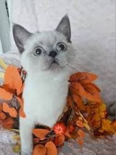 Foto №2 zu Ankündigung № 163818 zu verkaufen schottische faltohrkatze - einkaufen Österreich quotient 	ankündigung, züchter