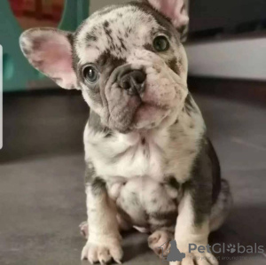 Foto №2 zu Ankündigung № 131709 zu verkaufen französische bulldogge - einkaufen Australien quotient 	ankündigung