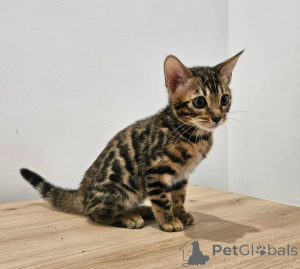 Foto №3. Bengalkatzen verfügbar. Finnland