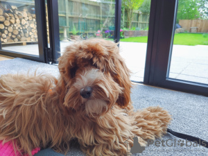 Foto №3. Chico, der liebevolle Cockapoo. Rumänien