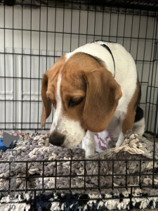 Foto №3. Der 8 Monate alte Beagle-Junge wird in guten Händen sein. USA