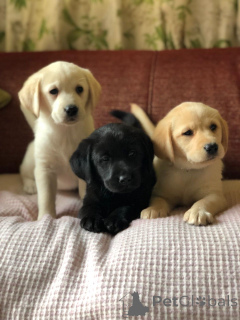 Foto №2 zu Ankündigung № 141168 zu verkaufen golden retriever - einkaufen Kanada quotient 	ankündigung