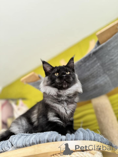 Foto №3. Gatitos de Maine en venta. Spanien