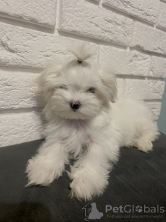 Foto №3. Malteszyk schöne weibliche Hund. Polen