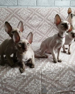 Foto №1. cornish rex - zum Verkauf in der Stadt Aurich | Frei | Ankündigung № 170319