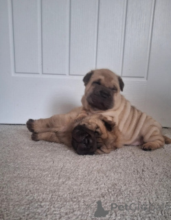 Foto №1. shar-pei - zum Verkauf in der Stadt Assiker | 450€ | Ankündigung № 170171