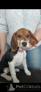 Foto №2 zu Ankündigung № 43785 zu verkaufen beagle - einkaufen Weißrussland vom kindergarten