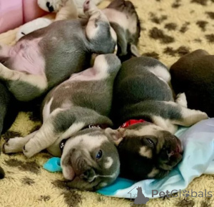 Foto №2 zu Ankündigung № 175480 zu verkaufen französische bulldogge - einkaufen Deutschland quotient 	ankündigung