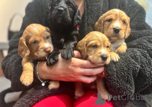 Foto №3. Arbeitende Cocker Spaniel-Welpen, es sind noch 4 Welpen übrig. Finnland