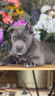 Foto №2 zu Ankündigung № 135112 zu verkaufen cane corso italiano - einkaufen USA züchter