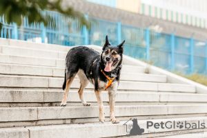 Zusätzliche Fotos: Das kleine Mädchen Millie sucht ein Zuhause!