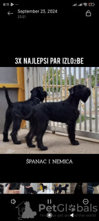 Foto №3. Large Black Schnauzer. Serbien