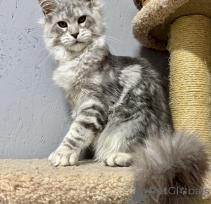 Foto №2 zu Ankündigung № 163718 zu verkaufen maine-coon-katze - einkaufen Deutschland züchter