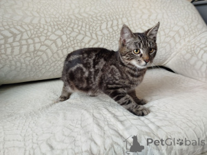 Foto №2 zu Ankündigung № 164929 zu verkaufen  - einkaufen Weißrussland 