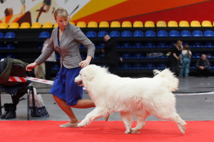 Foto №3. Der Zwinger bietet einen pirinischen Sennenhund. Russische Föderation