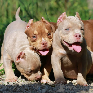 Foto №1. mischlingshund - zum Verkauf in der Stadt Dresden | 999€ | Ankündigung № 147457